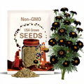 25 Hybrid Black Marigold Seeds: Deep Burgundy Blooms
