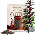 15 'Towering Thai' Roselle Seeds Late Sorrel Variety, Florida Cranberry, Jamaican Sorrel Seeds, Hibiscus sabdariffa seeds, Flor de Jamaica