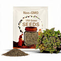 20Pcs Coleus seeds, Coleus, Spun Glass A little pattern play for interesting, unexpected variety...(#3499)
