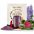 PURPLE MILKWEED Seeds *FREE Shipping!* Fresh & Organic Asclepias purpurascens Butterfly Attracting Purple Perennial Flower Seeds Bulk