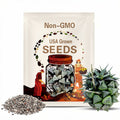11 Haworthia Seeds (PP308 x 'Tutankhamen')