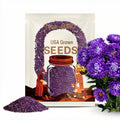 Purple Aster Seeds