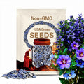 20 Blue Purple Hibiscus Seeds Flower Flowers Seed Perennial Hardy Garden Bloom Tropical Fresh Seeds Shrub Tree US SELLER