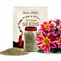 20+ Seeds| Junkyard Dog Seeds - Perennial - Flowering - Hybrid - Open-Pollinating - Fast Growing - Clumping - Plant in Spring #D061