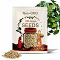 Ginkgo Biloba Seeds – Maidenhair Tree (2024 Harvest) – Clean, Untreated, Germination-Ready for Planting