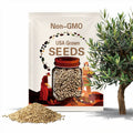 Olive Tree Seeds (OLEA EUROPAEA) (Common Olive)